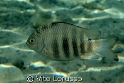 Fish by Vito Lorusso 